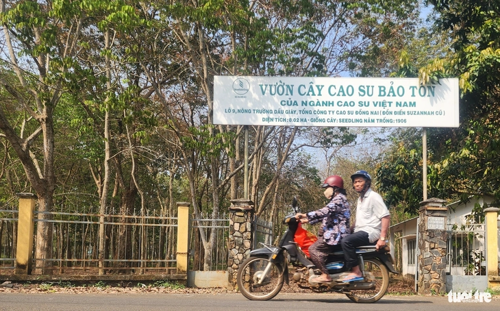 cao su cổ thụ - Ảnh 3.