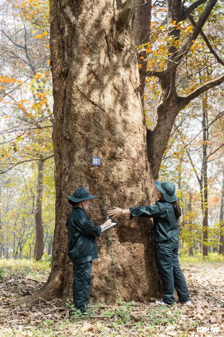 cao su cổ thụ - Ảnh 4.