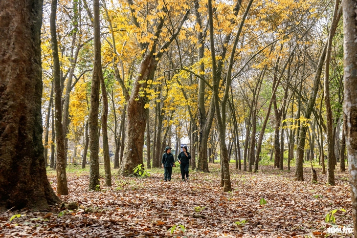 cao su cổ thụ - Ảnh 5.