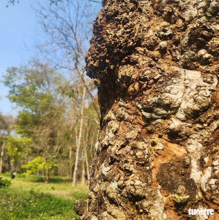 cao su cổ thụ - Ảnh 7.
