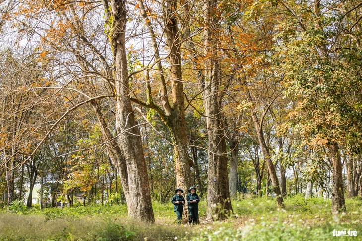 Ngắm vườn cao su cổ thụ 120 năm tuổi duy nhất ở Việt Nam - Ảnh 8.