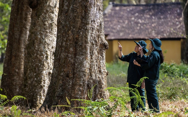 Hai cây dầu rái trăm tuổi nổi bật bên đường ở xã Đông Thạnh, TP.HCM - Ảnh 10.