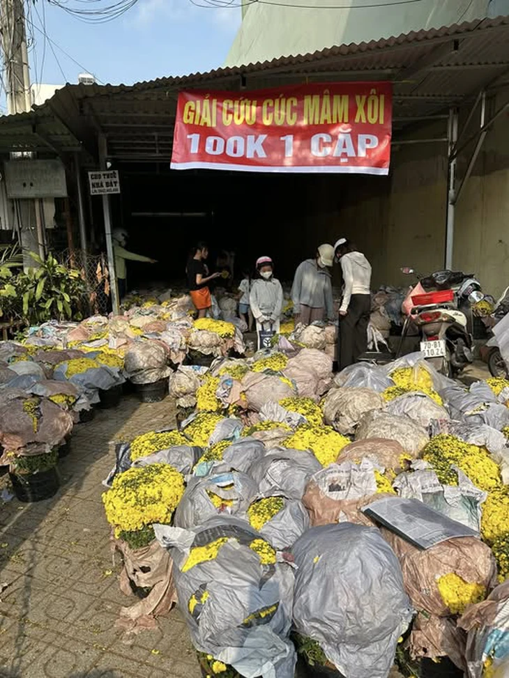 Rộ xu hướng 'giải cứu cúc mâm xôi' khắp cõi mạng - Ảnh 1.