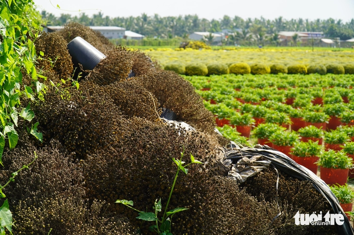 cúc mâm xôi - Ảnh 2.