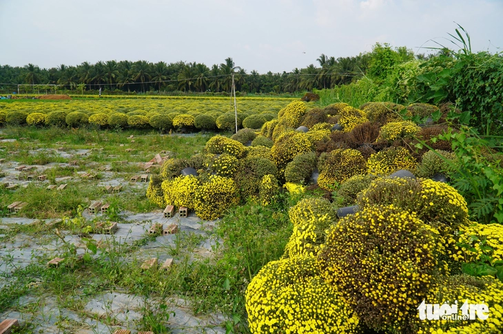 Cúc mâm xôi nở sớm: Người gắng cứu, người nhổ bỏ để 'cắt lỗ' - Ảnh 4.