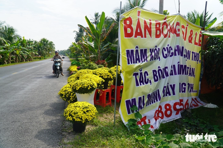 cúc mâm xôi - Ảnh 4.