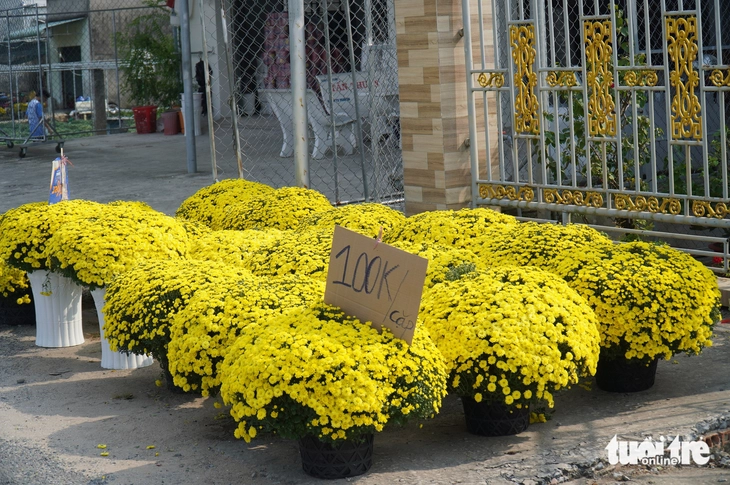 cúc mâm xôi - Ảnh 6.