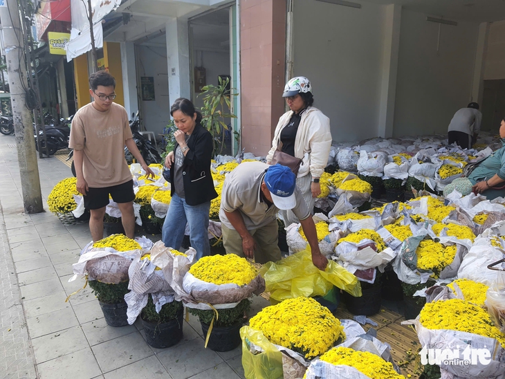 cúc mâm xôi - Ảnh 2.