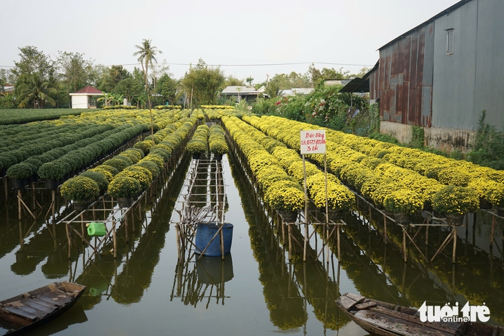 cúc mâm xôi - Ảnh 4.