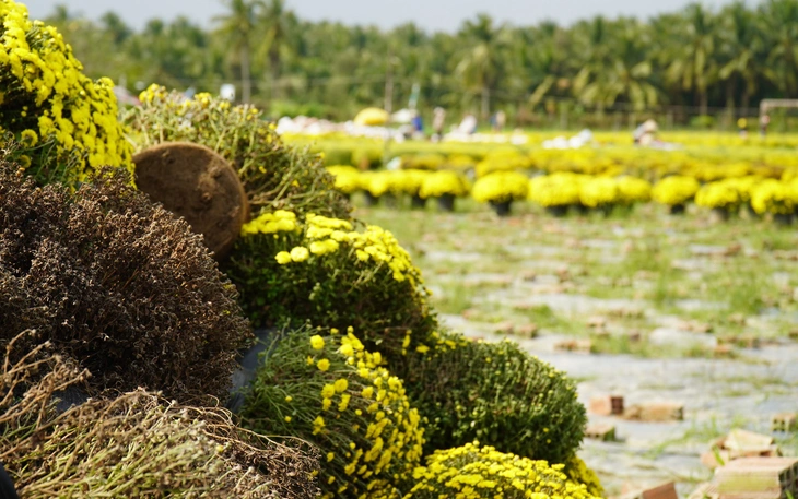 Dân miền Tây giải cứu cúc mâm xôi Sa Đéc, chợ Lách   - Ảnh 5.