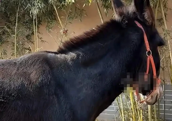 Trung Quốc - Ảnh 2.