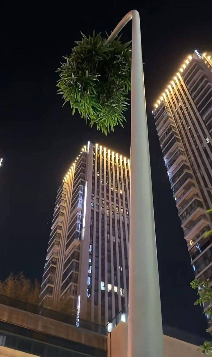 Một cây tre thành biểu tượng nghị lực vì cách mọc 'hổng giống ai' - Ảnh 2.