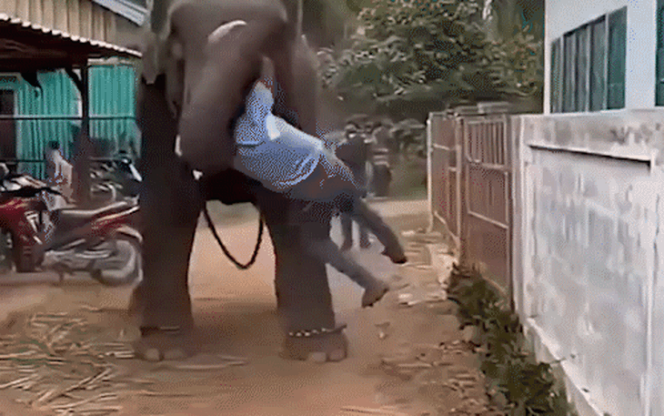 Đười ươi hiếm nhất thế giới bị đe dọa, Indonesia mạnh tay với doanh nghiệp doanh nghiệp khai khoán - Ảnh 3.