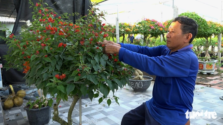 hoa giấy - Ảnh 2.