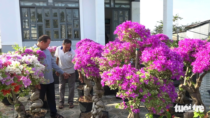 hoa giấy - Ảnh 3.