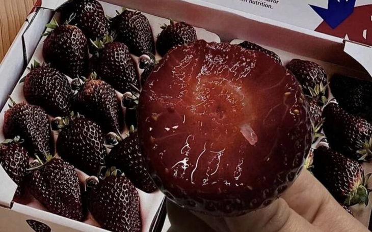 Chú mèo 'phượt thủ' đi bộ 250km từ Tây Ban Nha về Pháp vì một điều - Ảnh 5.