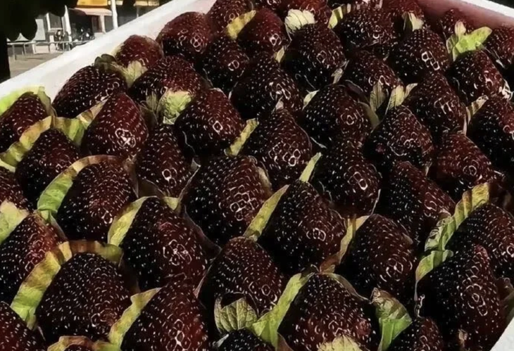 Sự thật trái dâu tây màu đen đang gây sốt mạng xã hội Trung Quốc - Ảnh 2.