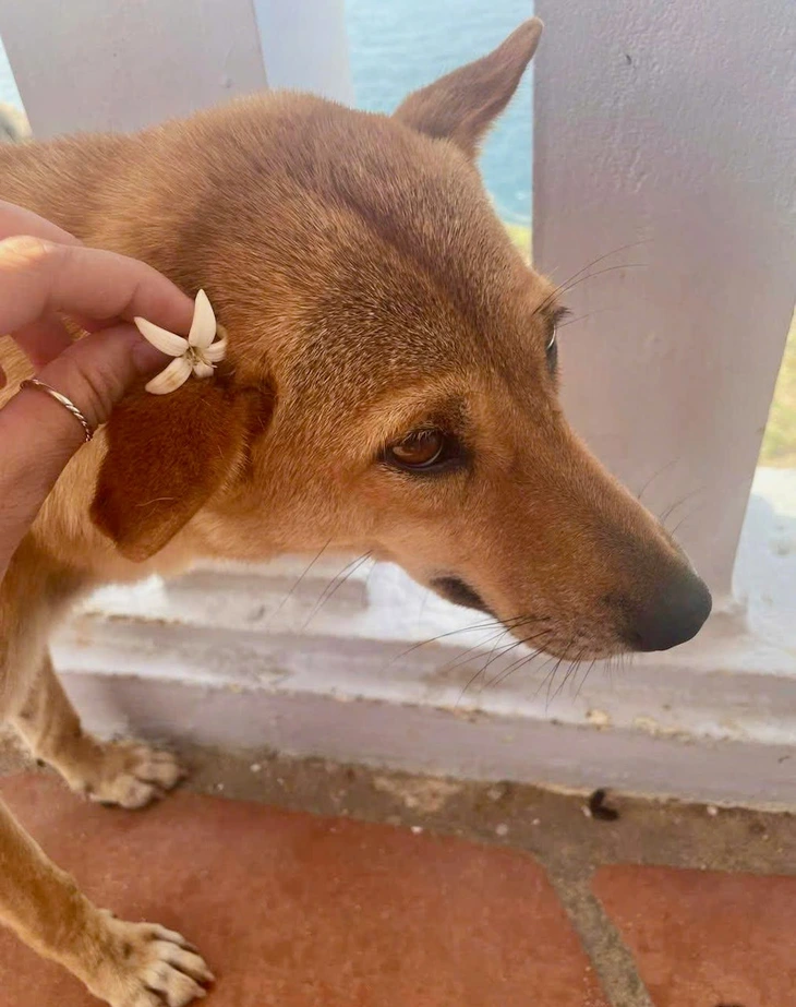 Mũi Điện - Ảnh 4.