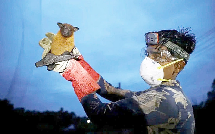 Bộ Y tế tăng cường giám sát cửa khẩu, chủ động ngăn chặn nguy cơ dịch vi rút Nipah  - Ảnh 2.