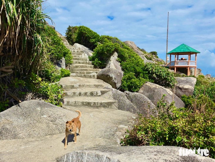 'Hướng dẫn viên 4 chân' nhận 'mưa' đánh giá 5 sao ở danh thắng Mũi Điện - Ảnh 1.