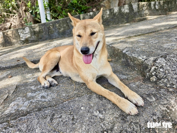 Mũi Điện - Ảnh 2.