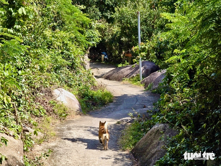 'Hướng dẫn viên 4 chân' nhận 'mưa' đánh giá 5 sao ở danh thắng Mũi Điện - Ảnh 8.