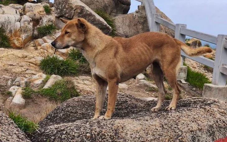 'Biển fan' vây kín Đình Bắc khiến netizen muốn nhắn nhủ một điều - Ảnh 3.