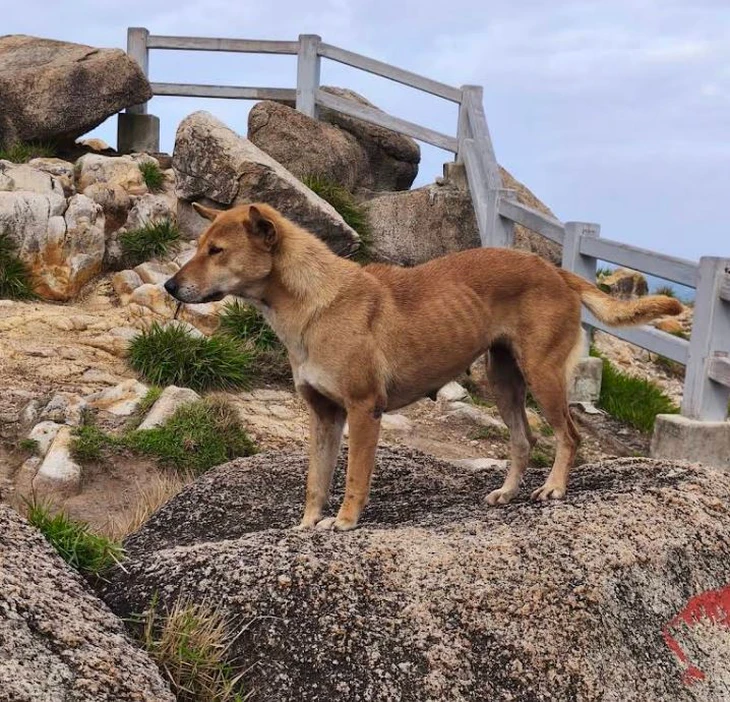 chú chó - Ảnh 1.