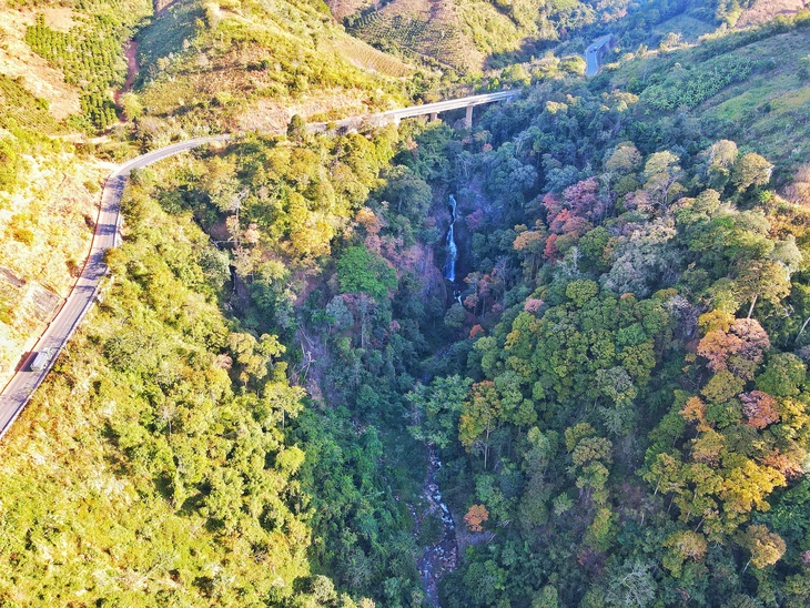 măng đen - Ảnh 3.