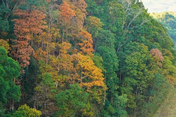 măng đen - Ảnh 5.