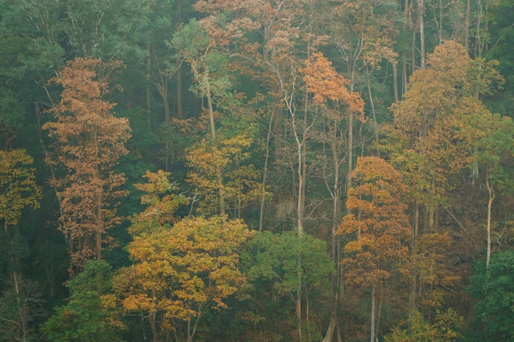 măng đen - Ảnh 7.