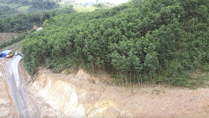 rừng keo - Ảnh 2.