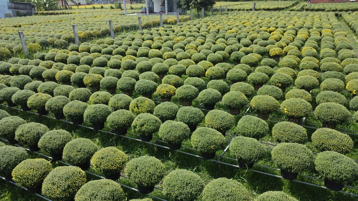 Cúc mâm xôi nở sớm, hàng nở đúng Tết khan hiếm, giá tăng mạnh - Ảnh 3.