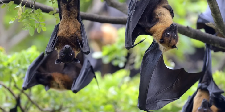 vi rút Nipah - Ảnh 2.