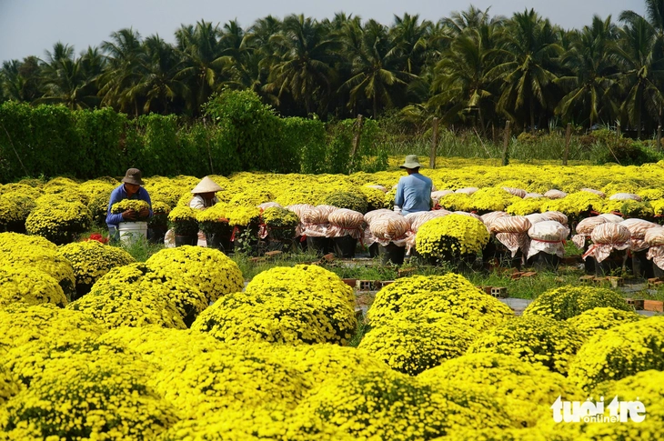 nở sớm - Ảnh 2.