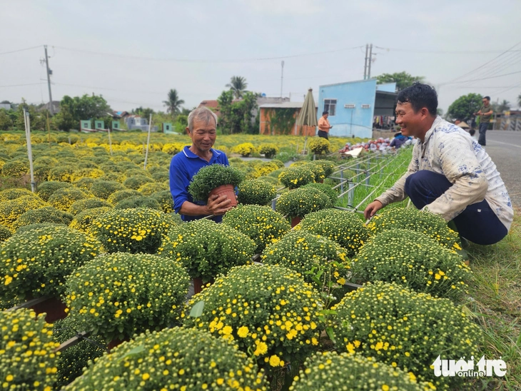 nở sớm - Ảnh 4.