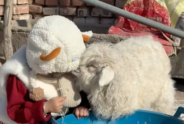 giả chết - Ảnh 2.