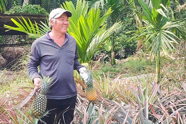 Giá khóm tăng cao mùa Tết - Ảnh 1. khóm - Ảnh 1.