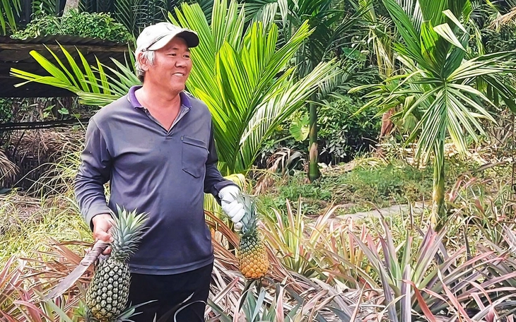 Nhà vườn miền Tây chuẩn bị trái cây tạo hình, in chữ bán Tết - Ảnh 3.