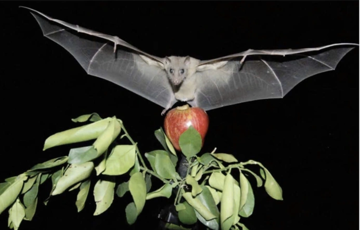 Bộ Y tế cảnh báo nguy cơ lây nhiễm vi rút Nipah qua thực phẩm - Ảnh 1. vi rút nipah - Ảnh 1.