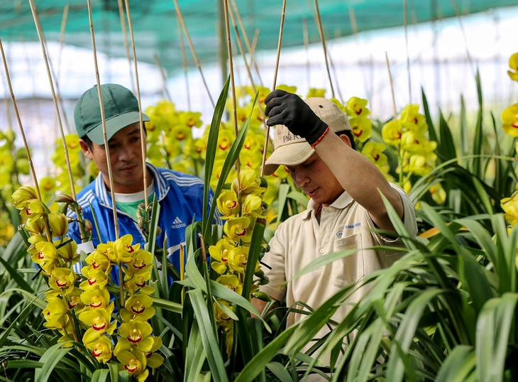 Nhà vườn miền Tây chuẩn bị trái cây tạo hình, in chữ bán Tết - Ảnh 2.