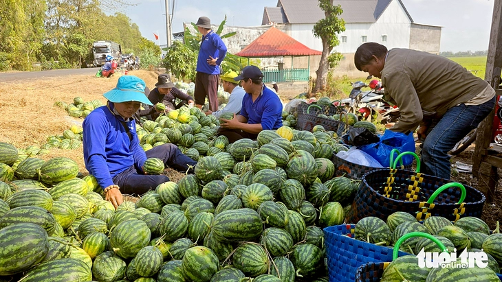 Giá dưa hấu tại An Giang ‘dội chợ’ cận Tết, giảm hơn 50% so với tháng trước - Ảnh 3.
