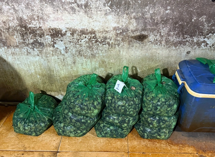 ốc bươu - Ảnh 2.