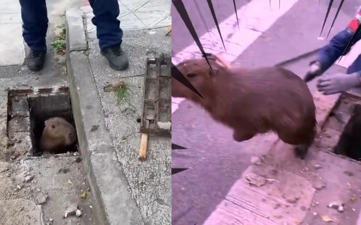 Dọn rác cống thoát nước, người đàn ông bị nước cuốn chết  - Ảnh 3.