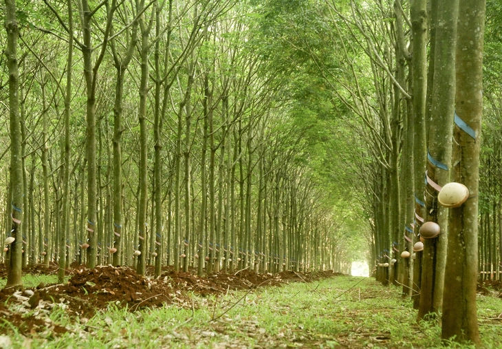 công nghiệp - Ảnh 3.