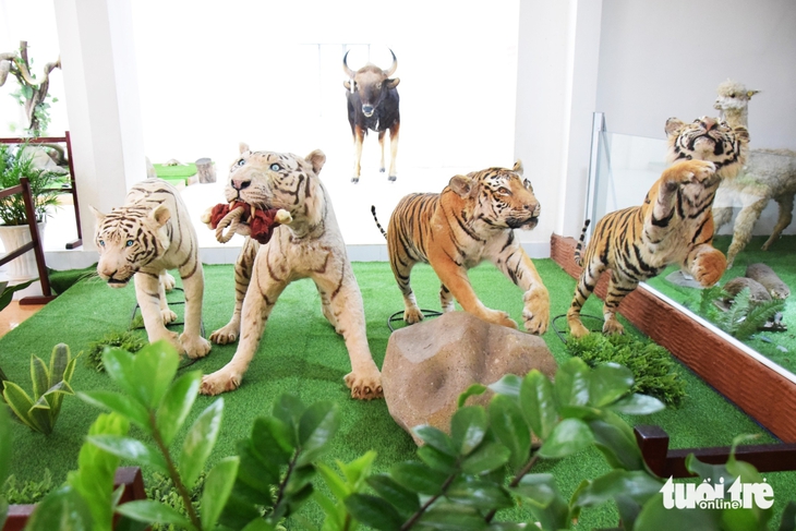 Ngắm tiêu bản nhớ hổ trắng Ngộ Không ở Thảo cầm viên Sài Gòn - Ảnh 3.