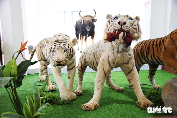 Ngắm tiêu bản nhớ hổ trắng Ngộ Không ở Thảo cầm viên Sài Gòn - Ảnh 3.