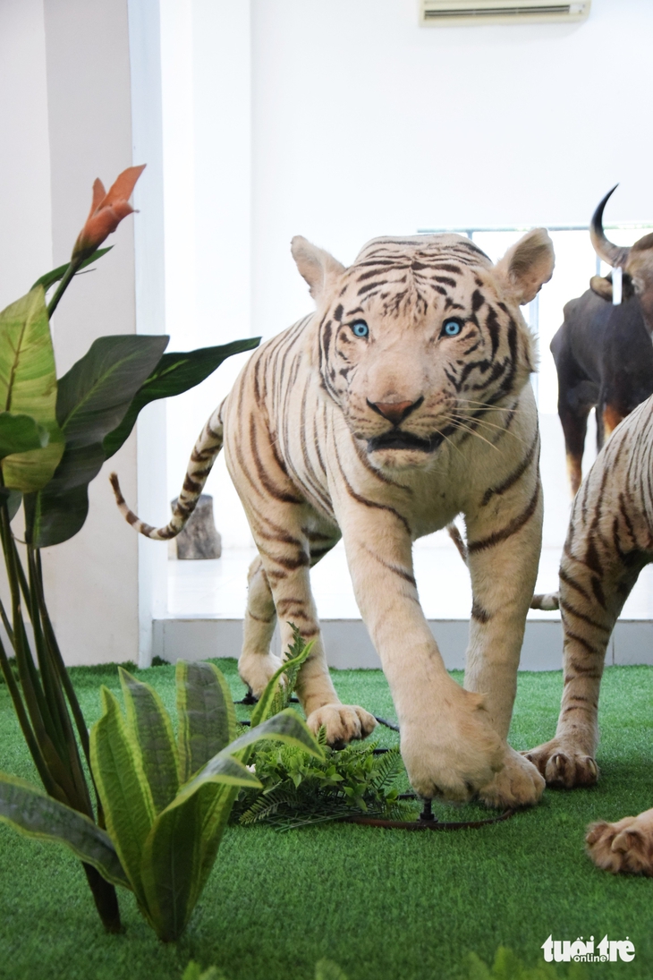 Ngắm tiêu bản nhớ hổ trắng Ngộ Không ở Thảo cầm viên Sài Gòn - Ảnh 5.