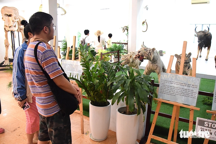 Ngắm tiêu bản nhớ hổ trắng Ngộ Không ở Thảo cầm viên Sài Gòn - Ảnh 5.