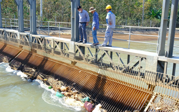 Xác động vật trên kênh dẫn nước về hồ Dầu Tiếng: Nguy cơ ô nhiễm nguồn nước rất cao? - Ảnh 2.
